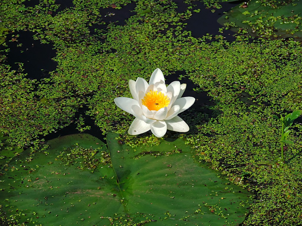 Witte waterlelie [10514] 06-jul-2014 (Regge, Schuilenburg).JPG - Witte waterlelie [Nymphaea alba]
